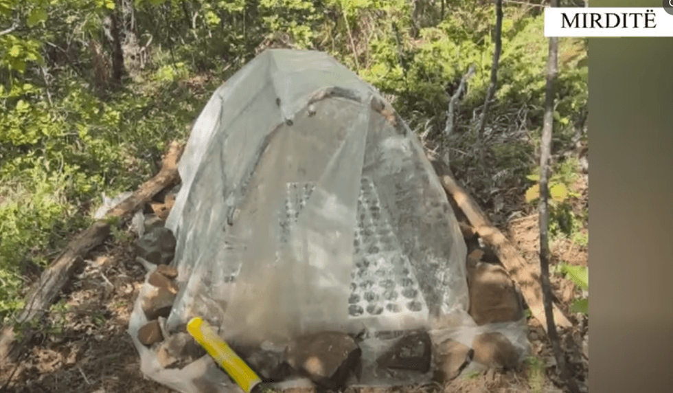 U ndoq me dron nga lartësia -  Kultivonte fidanë kanabisi, arrestohet i riu në Mirditë