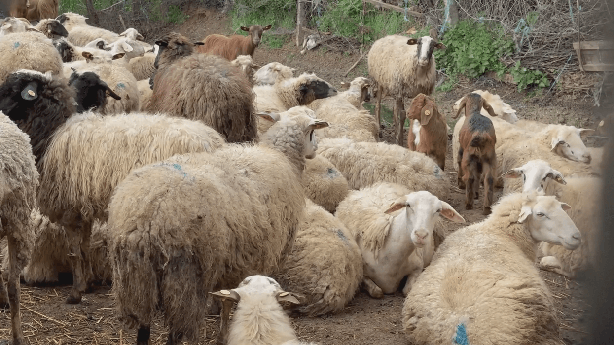 Murtajë në jug të Shqipërisë? Analizat fillestare konfirmojnë sëmundjen