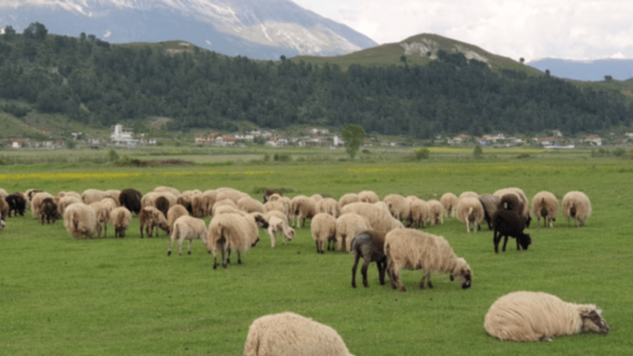 Analizat PCR dalin negative, nuk konfirmohet murtaja e ruminantëve në Kolonjë Analizat PCR dalin negative, nuk konfirmohet murtaja e ruminantëve në Kolonjë
