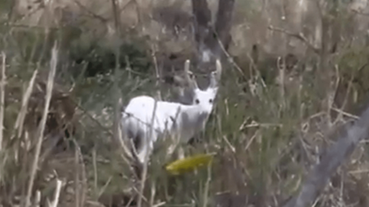 Pamje të një dreri të rrallë albino
