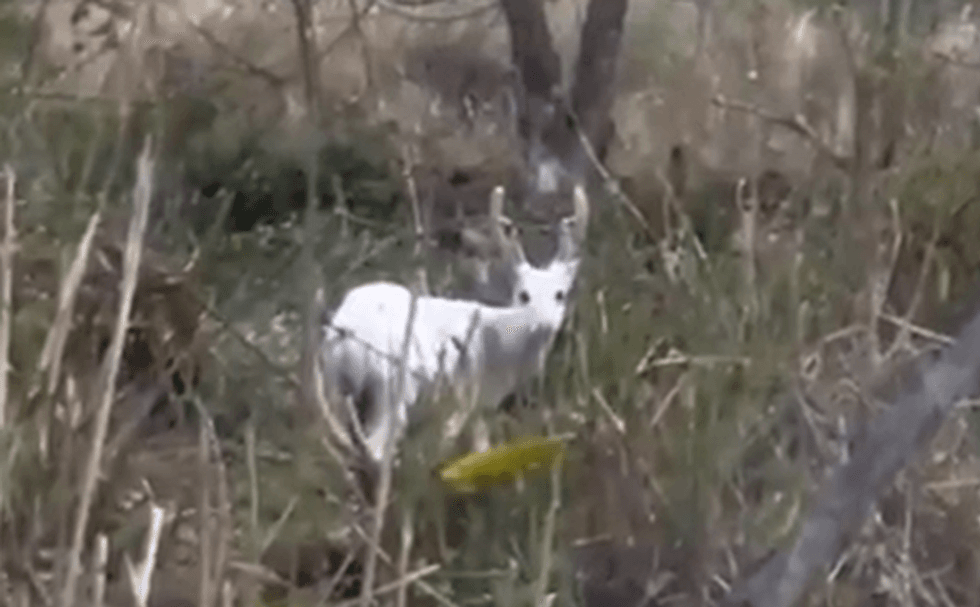 Pamje të një dreri të rrallë albino