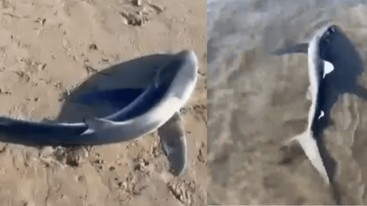 Del një peshkaqen në breg në Vlorë