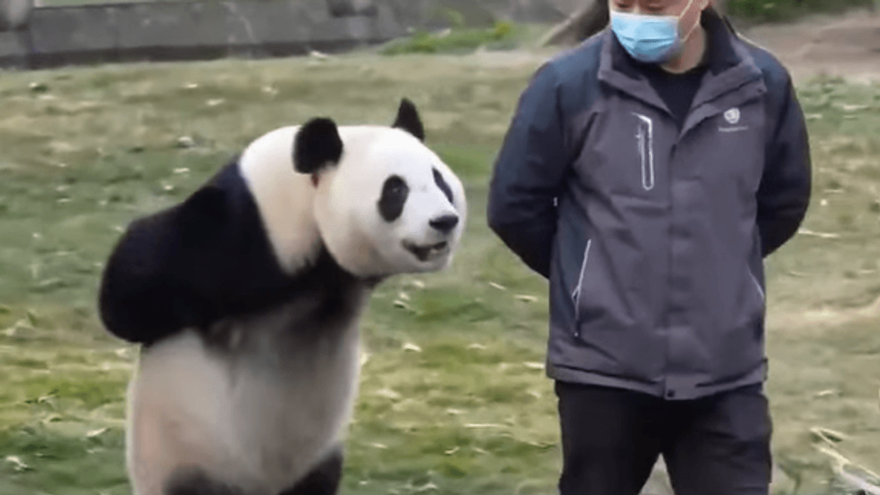 Panda imiton çdo lëvizje të kujdestarit dhe ecën si njeri - bëhet virale Panda imiton çdo lëvizje të kujdestarit dhe ecën si njeri - bëhet virale