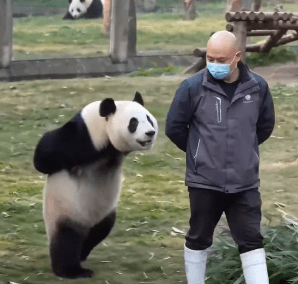 Panda imiton çdo lëvizje të kujdestarit dhe ecën si njeri - 