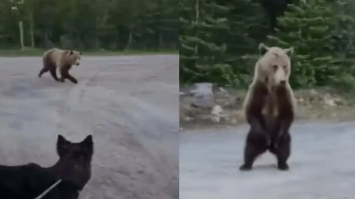 Video virale, gruaja dhe qeni i saj i shpëtojnë sulmit të një ariu