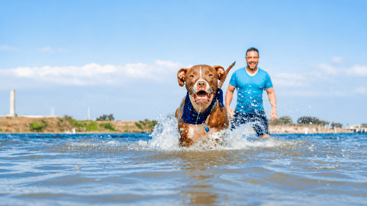 Qeni piu ujë deti gjatë notit? Këto dy shqetësime mund ta çojnë te veterinari