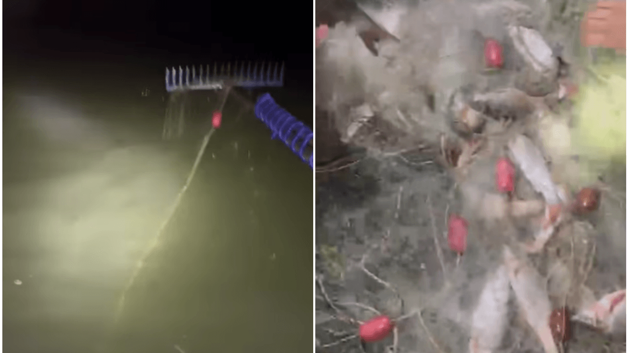 Gjenden rrjeta ilegale në Ujman dhe në disa lumenj - kishin zënë dhjetëra peshq