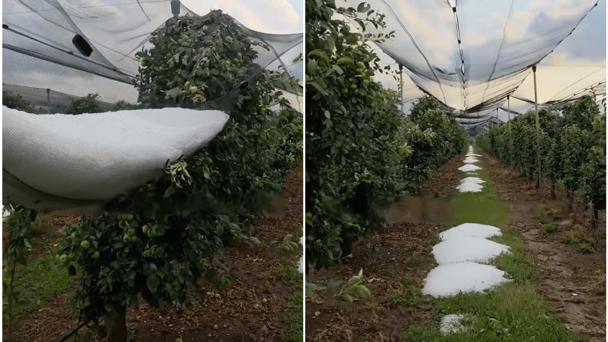 Breshëri shkakton dëme të mëdha në plantacionin me mollë në fshatin Kovragë të Istogut Breshëri shkakton dëme të mëdha në plantacionin me mollë në fshatin Kovragë të Istogut