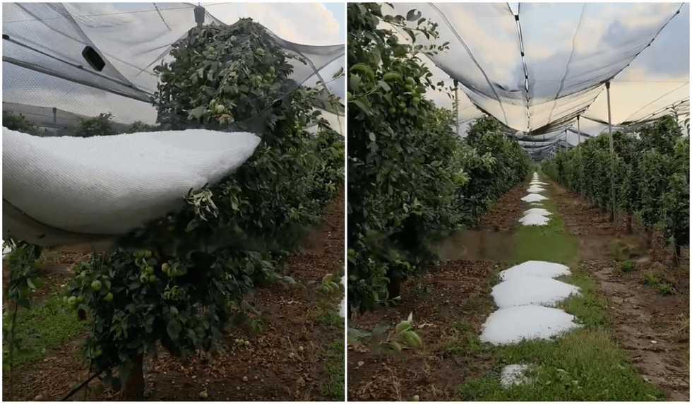 Breshëri shkakton dëme të mëdha në plantacionin me mollë në fshatin Kovragë të Istogut
