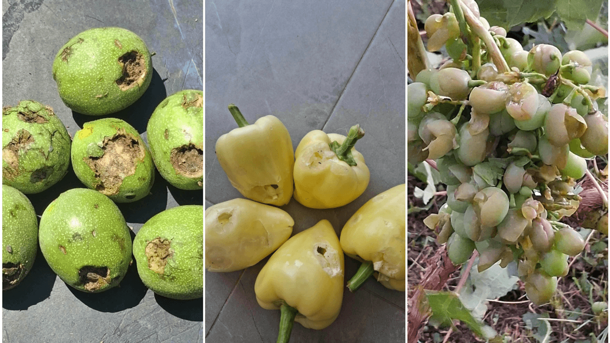 Breshëri shkatërron plantacionin në Dubravë të Istogut, dëmtohen arrat - rrushi dhe perimet