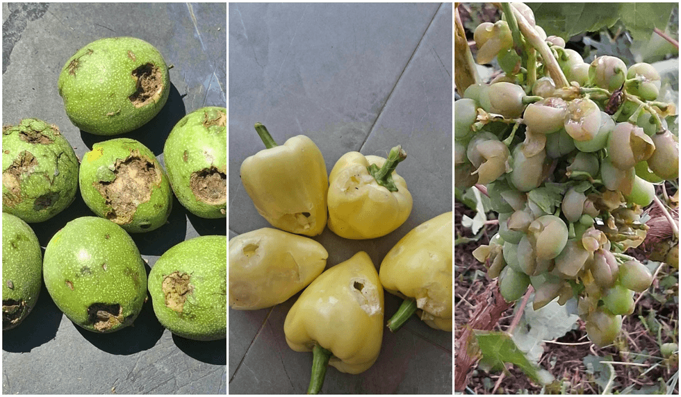 Breshëri shkatërron plantacionin në Dubravë të Istogut, dëmtohen arrat - rrushi dhe perimet