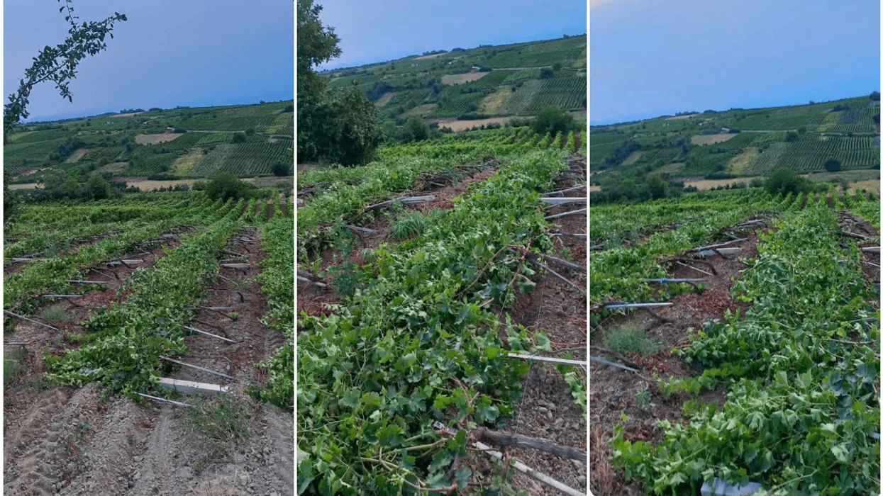 Erërat e forta shkaktojnë dëme të mëdha në vreshtin e fermerit nga Rahoveci