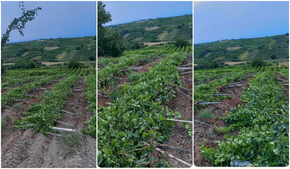 Erërat e forta shkaktojnë dëme të mëdha në vreshtin e fermerit nga Rahoveci
