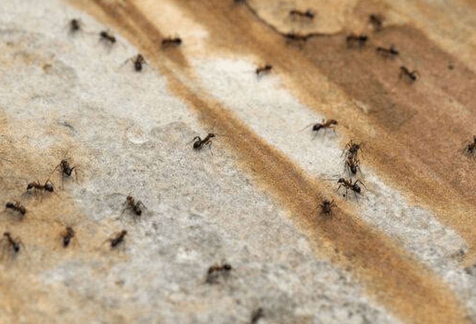 Milingonat do të qëndrojnë larg shtëpisë suaj nëse spërkatni këtë përbërës të zakonshëm të kuzhinës në dysheme