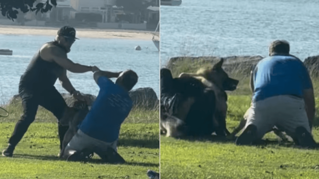 Kaos në plazhin amerikan, zihen dy burra - përleshen edhe qentë e tyre