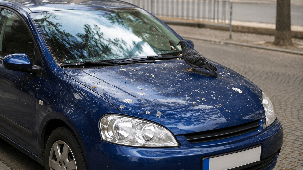 Ndërroni parkingun, por zogjtë gjithmonë ju gjejnë: Pse bëjnë glaca pikërisht mbi makinën tuaj?