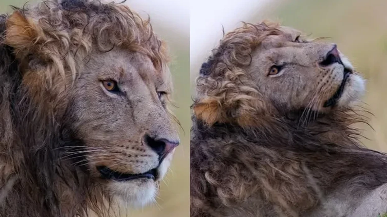 Luani 'me kaçurrela' pushton rrjetet sociale