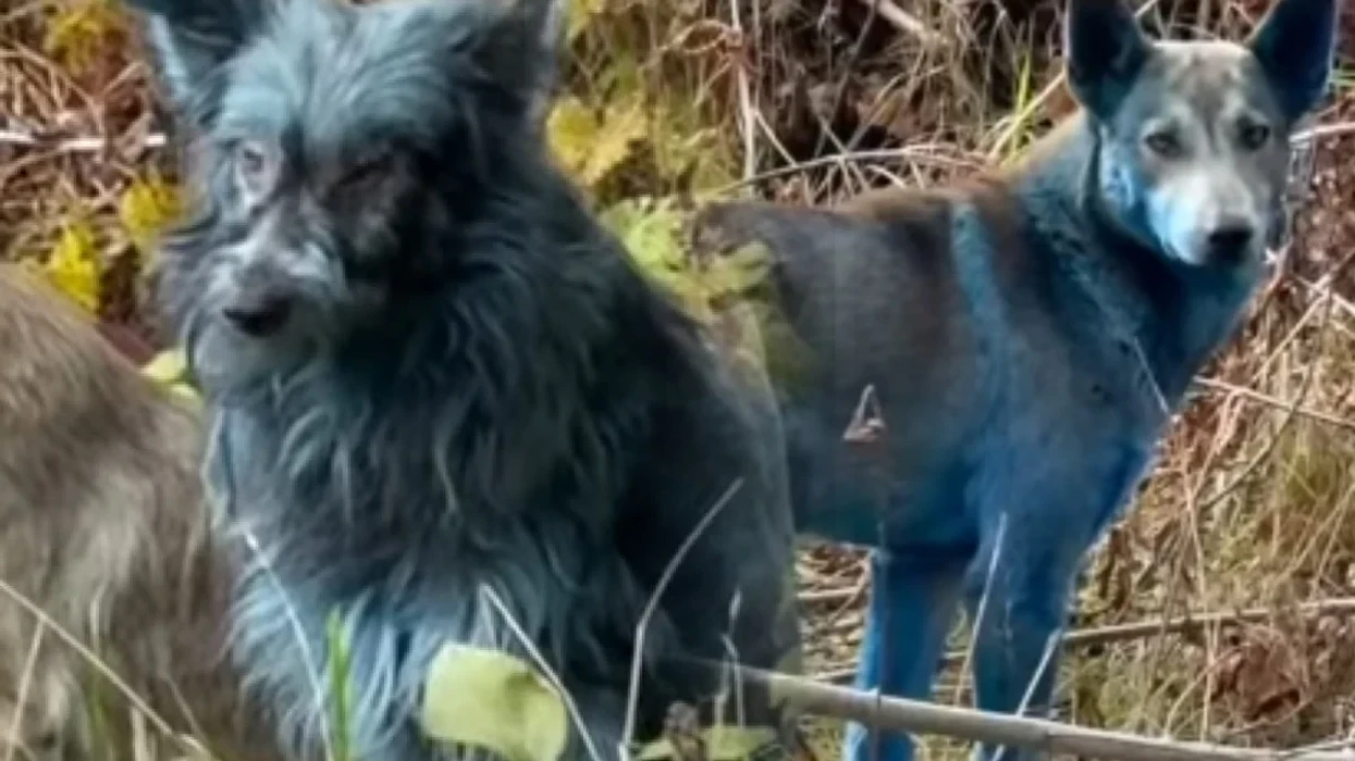 Mister në Çernobil, qentë shfaqen të kaltër - kërkohet shpjegim