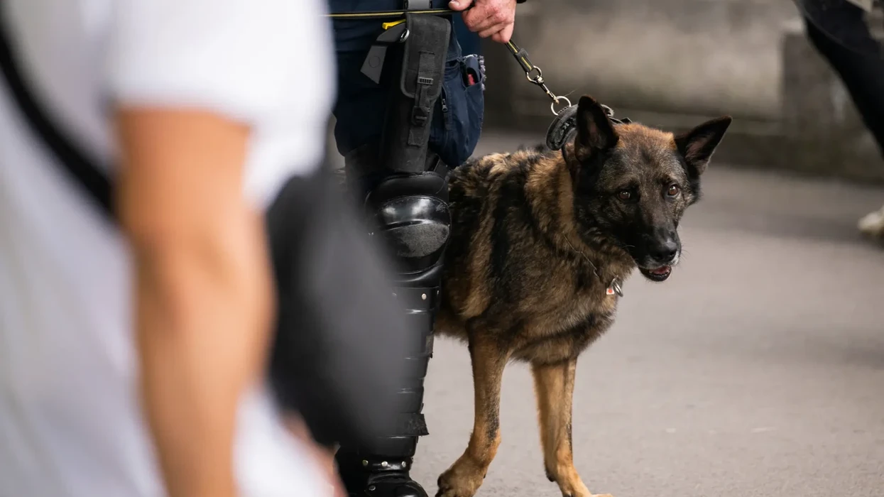"Hajdutë profesionistë", policia në Zvicër arreston katër shqiptarë nga Kosova - qeni ua ndaloi arratisjen