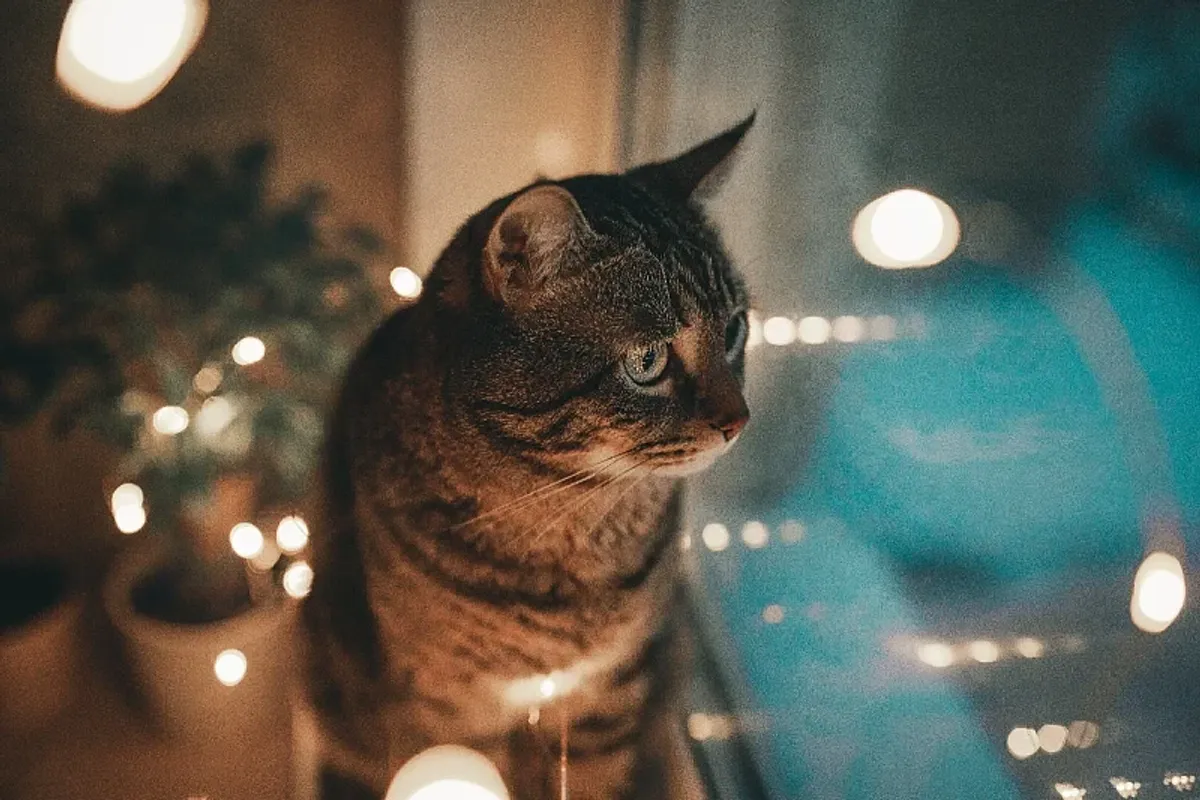 A e keni vënë re se macja juaj është më aktive natën? Ja shkaqet e mundshme A e keni vënë re se macja juaj është më aktive natën? Ja shkaqet e mundshme
