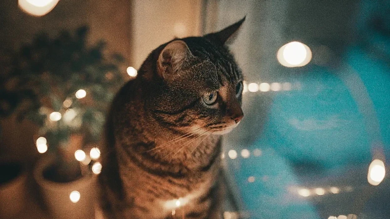 A e keni vënë re se macja juaj është më aktive natën? Ja shkaqet e mundshme