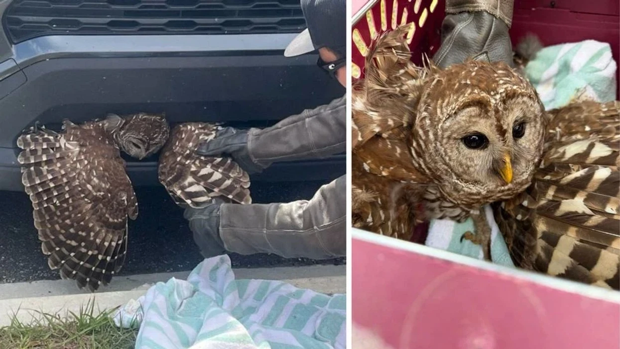 Huti mbeti i bllokuar në grilën e automjetit pas përplasjes, u nxor i gjallë nga ekipet e emergjencës