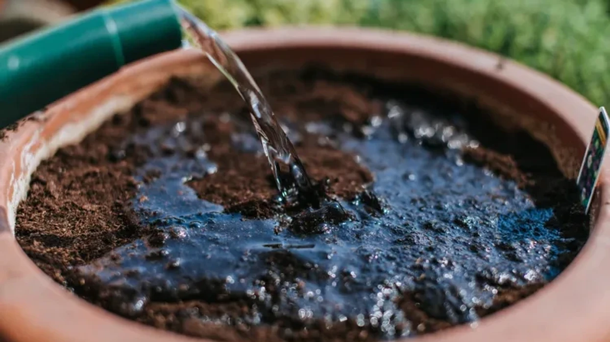 A duhet lagur dheu para mbjelljes në vazo? Hapi që mund të shpëtojë bimën që në fillim