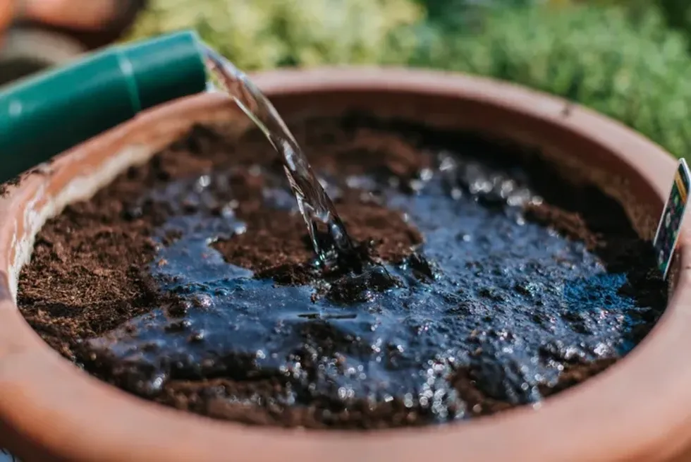 A duhet lagur dheu para mbjelljes në vazo? Hapi që mund të shpëtojë bimën që në fillim