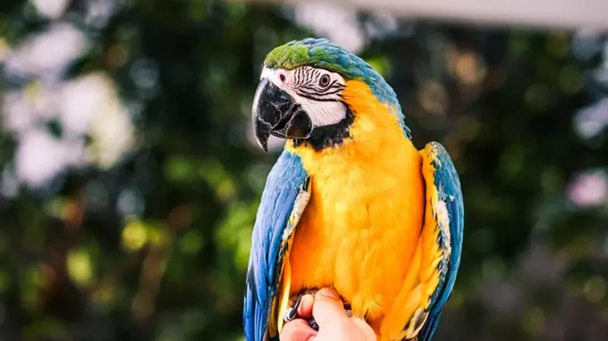 Po mendoni të mbani papagall? Këto janë 5 llojet më të mira të mëdha për shtëpi Po mendoni të mbani papagall? Këto janë 5 llojet më të mira të mëdha për shtëpi