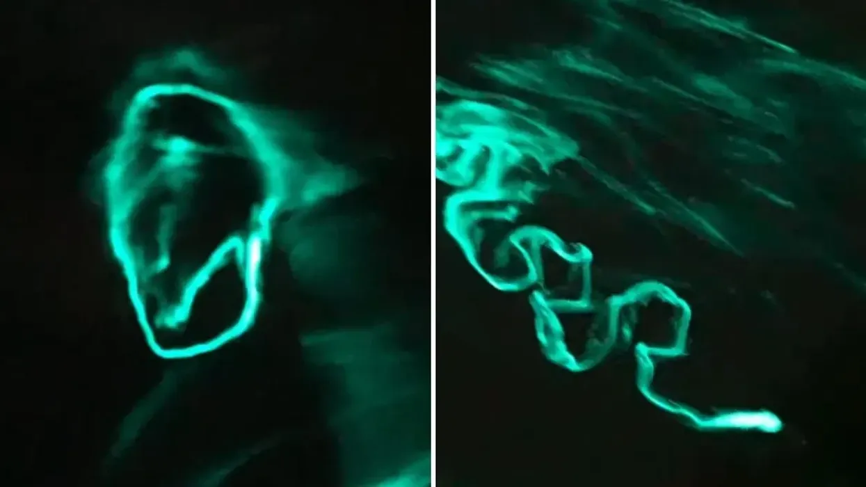 Krimbat biolumineshent shkëlqejnë në ujin e Kalifornisë Krimbat biolumineshent shkëlqejnë në ujin e Kalifornisë