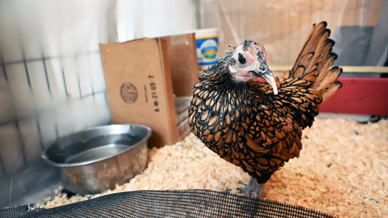 Pula hyn në Guinness si më e vjetra në botë