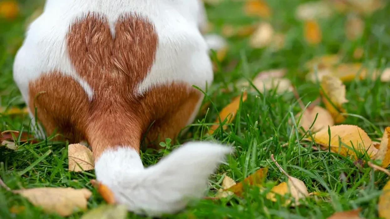 Qenve ende ua presin bishtin pavarësisht ndalimit: Moral apo estetikë, kush vendos për pamjen e tyre?