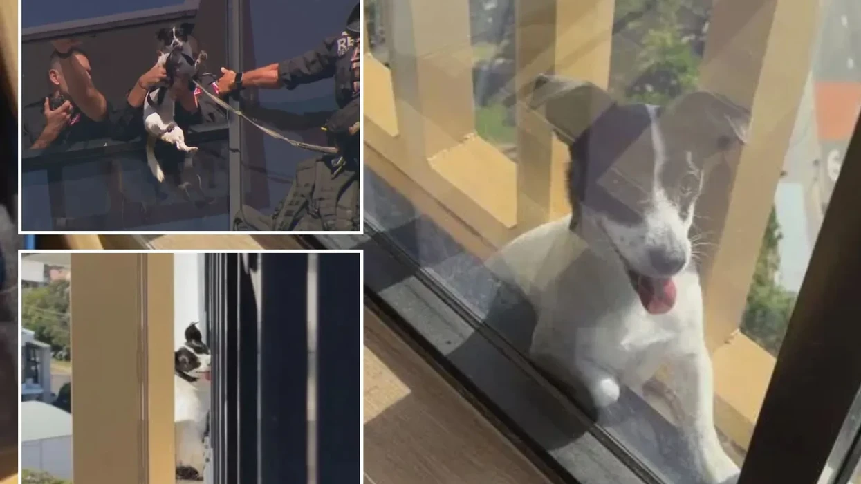 Qeni në Sidnei shpëtohet nga bllokimi në një apartament të një ndërtese shumëkatëshe