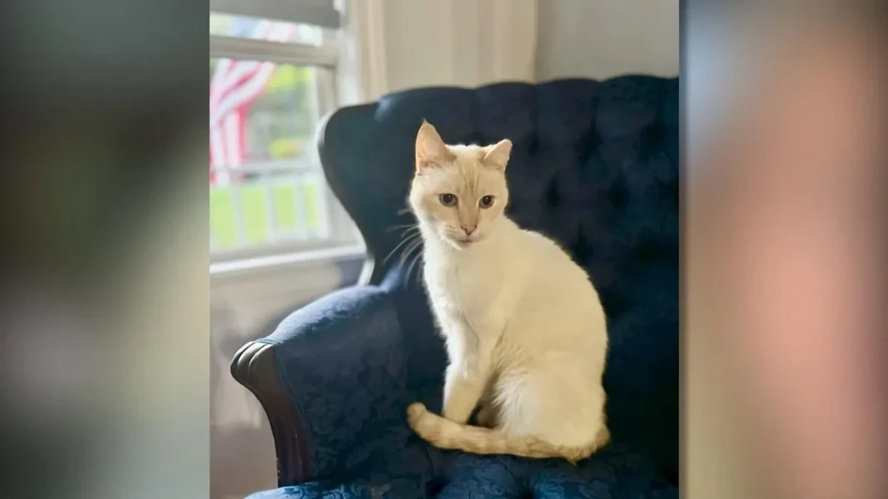 Macja e humbur në Kaliforni ribashkohet me familjen 7 vjet më vonë