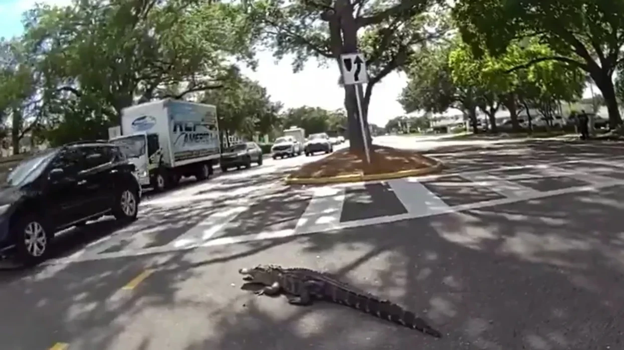 Policia kap një aligator mbi 2 metra në mes të rrugës në Florida