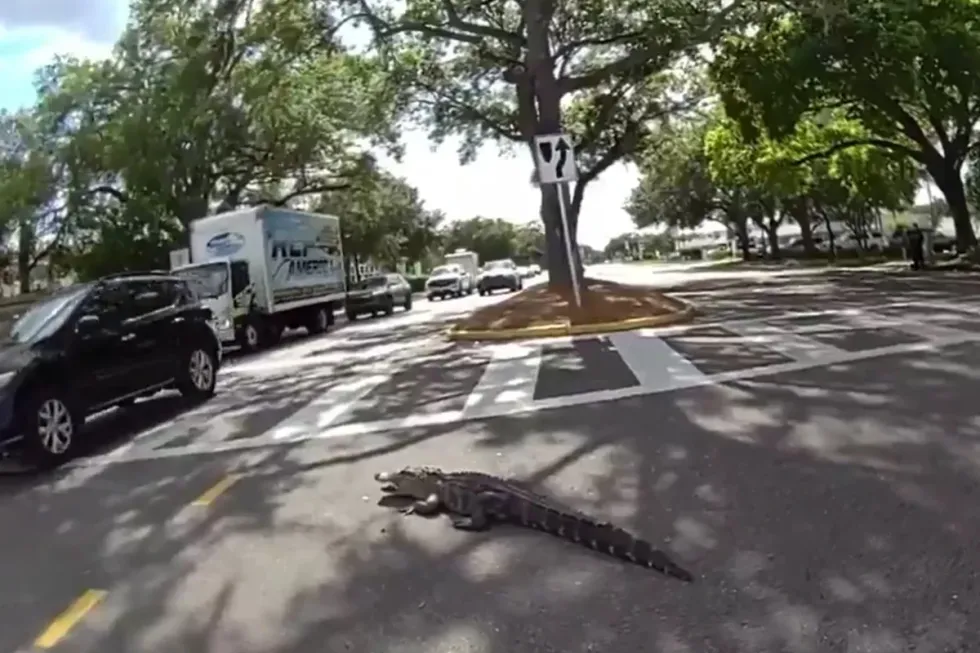 Policia kap një aligator mbi 2 metra në mes të rrugës në Florida