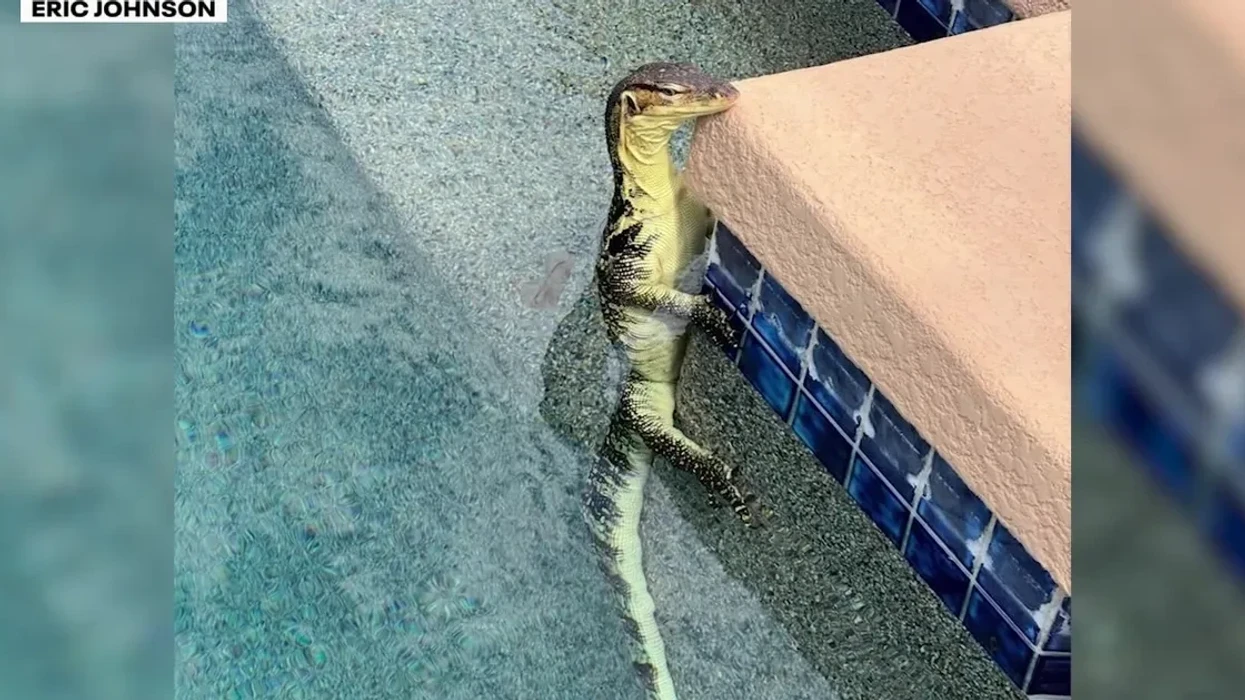 Burri nga Arizona gjen hardhucën e dytë më të madhe në botë duke notuar në pishinën e tij