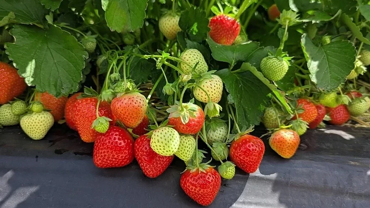 Cilat bimë nuk duhet të mbillni kurrë pranë luleshtrydheve?