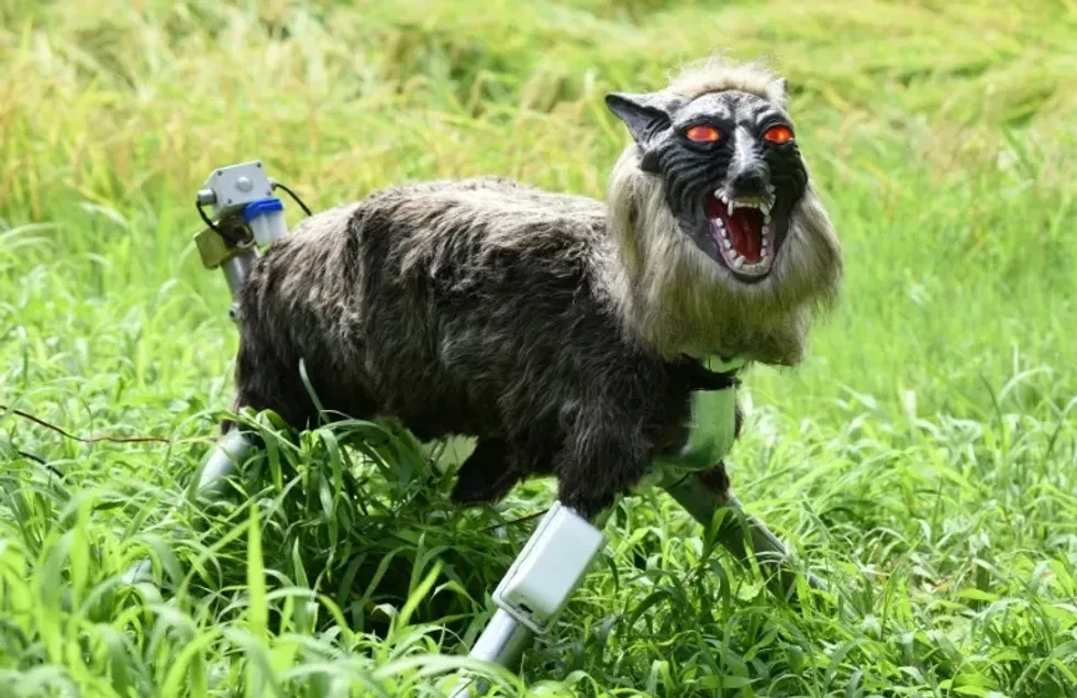 'Ujqërit robotë' japonezë me kërkesë të lartë për të trembur arinjtë