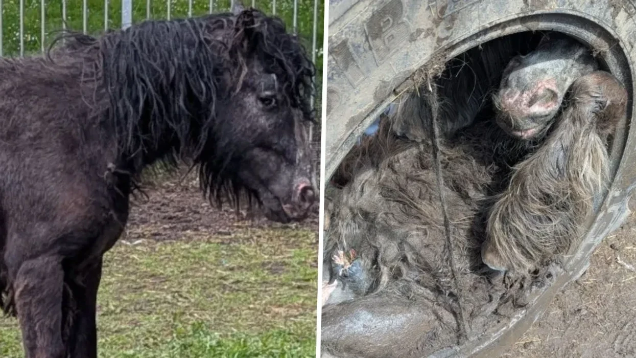 Shpëtim dramatik në Angli, kali i vogël bllokohet brenda gomës së traktorit