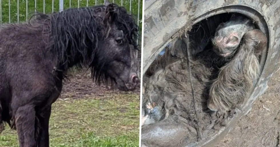 Shpëtim dramatik në Angli, kali i vogël bllokohet brenda gomës së traktorit