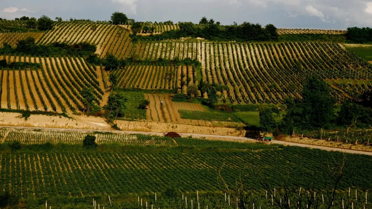 Vreshtarët përfitues në Rahovec mund të furnizohen me preparat për luftimin e cikadës Vreshtarët përfitues në Rahovec mund të furnizohen me preparat për luftimin e cikadës