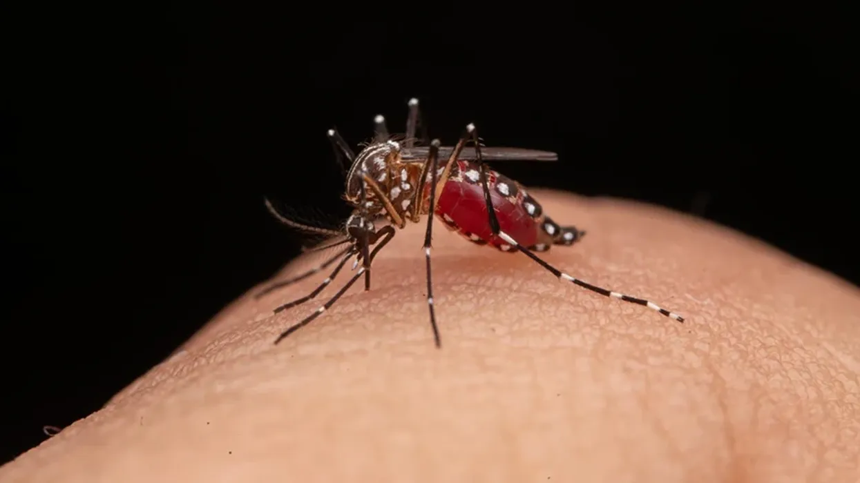 Regjistrohet rasti i parë me virusin Zika në Maqedoni, pacienti u infektua sa ishte për pushime në Maldive Regjistrohet rasti i parë me virusin Zika në Maqedoni, pacienti u infektua sa ishte për pushime në Maldive