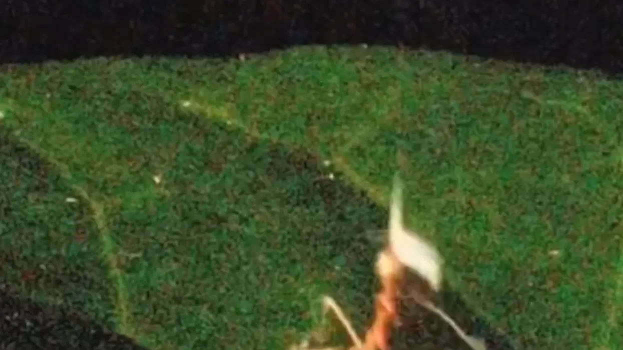 Shikoni videon e parë të kurthit vdekjeprurës të një merimange të sapozbuluar Shikoni videon e parë të kurthit vdekjeprurës të një merimange të sapozbuluar