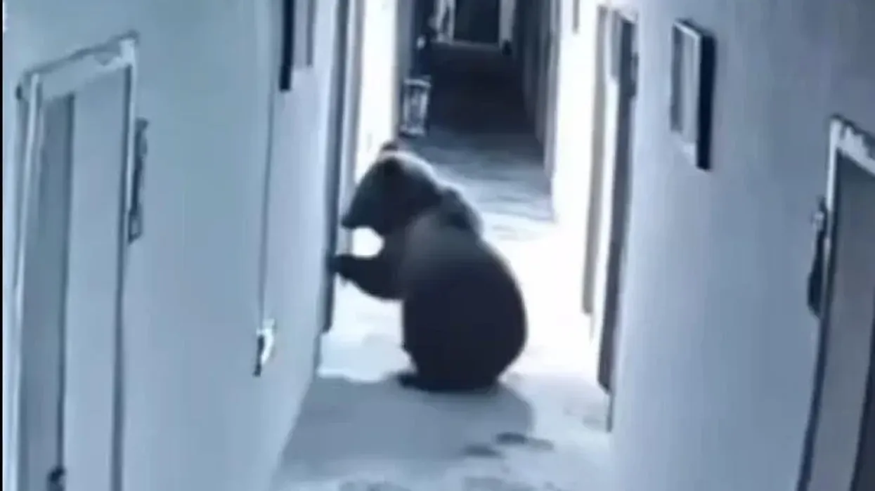 Ariu futet me forcë në dhomën e hotelit në Tibet Ariu futet me forcë në dhomën e hotelit në Tibet