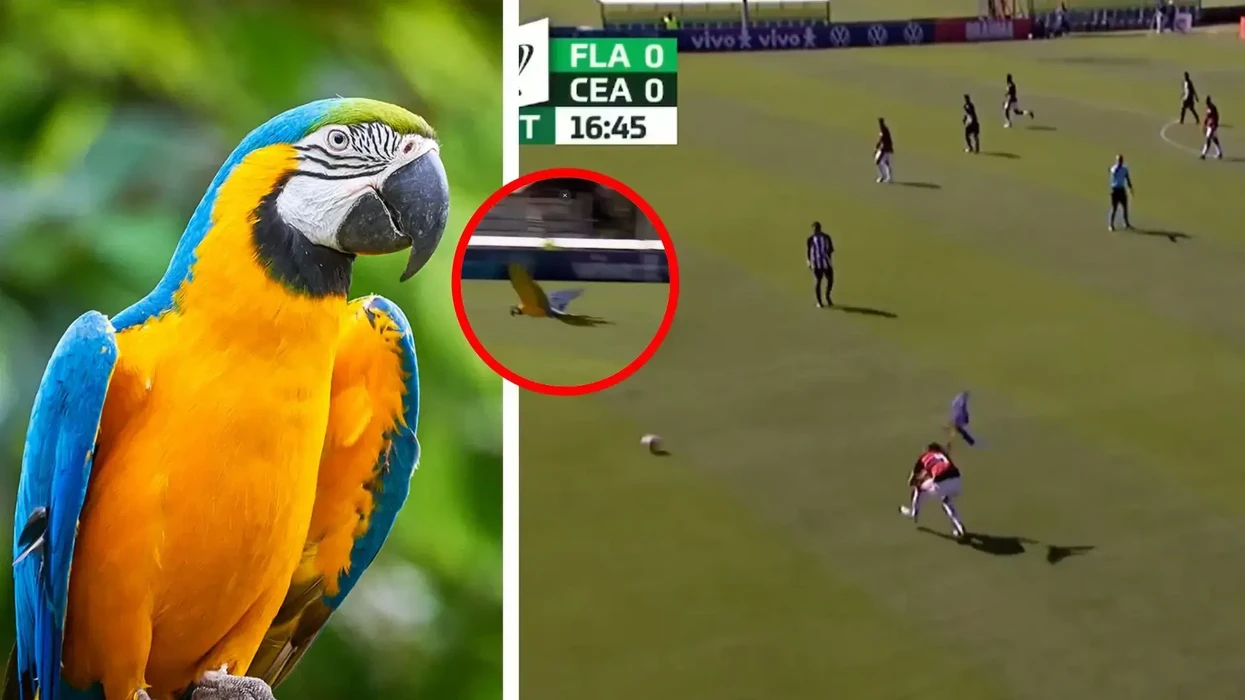 Papagalli gjigant ndërpret një ndeshje futbolli në Brazil, pamjet bëhen virale