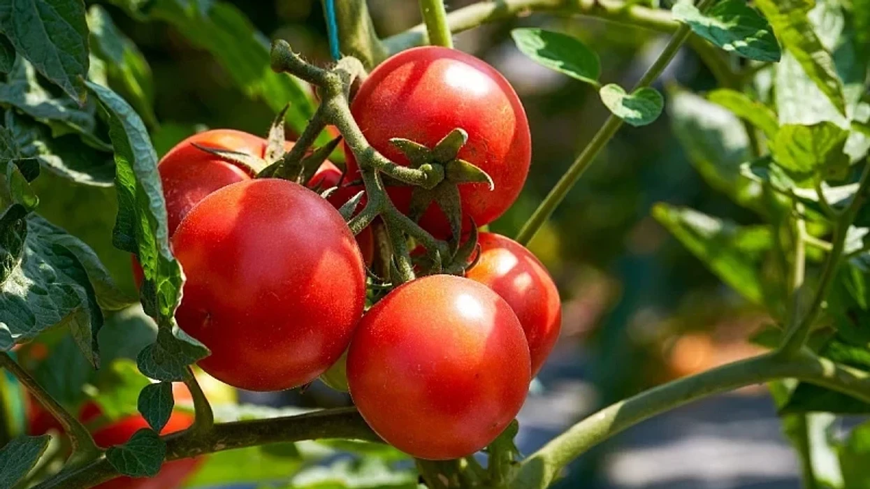 Çfarë duhet të bëni tani për një korrje të pasur vjeshte
