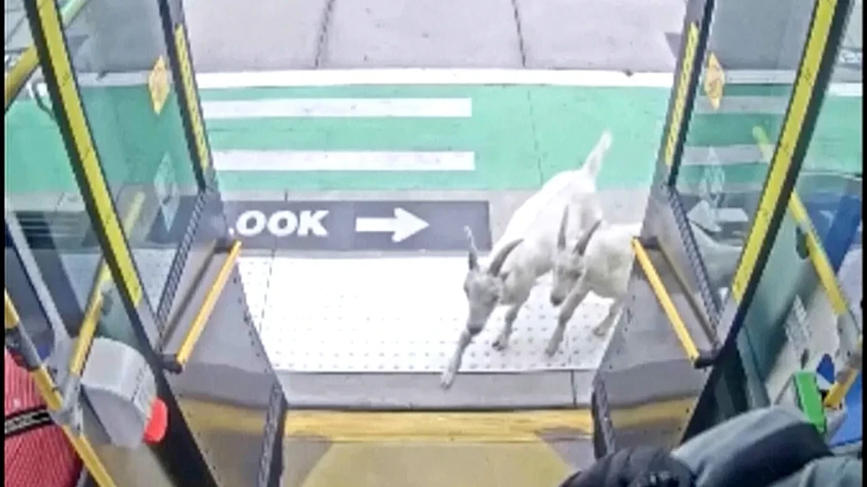 Pamje të pazakonta, dy dhi bëhen “pasagjerë” në një autobus në SHBA
