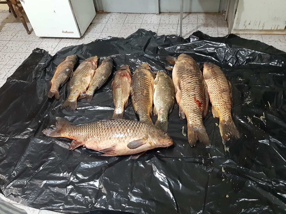 IMG 0172f288e0c004fd8e71a7eecdb042fb V