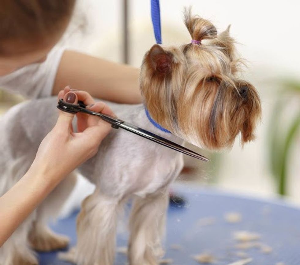 img como tosar seu cachorro em casa 27470 600